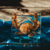 Flower Moon Crab Specimen
